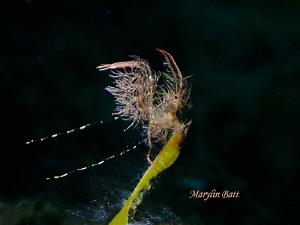 Very small algae shrimp standing alone. by Marylin Batt 